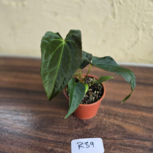 #R39 Anthurium Papillilaminum x