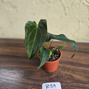 #R39 Anthurium Papillilaminum x