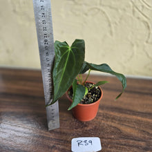 Load image into Gallery viewer, #R39 Anthurium Papillilaminum x