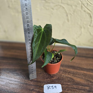 #R39 Anthurium Papillilaminum x