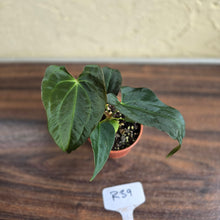 Load image into Gallery viewer, #R39 Anthurium Papillilaminum x