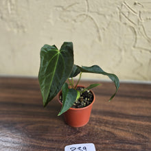 Load image into Gallery viewer, #R39 Anthurium Papillilaminum x