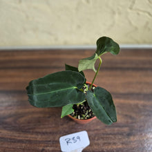 Load image into Gallery viewer, #R39 Anthurium Papillilaminum x