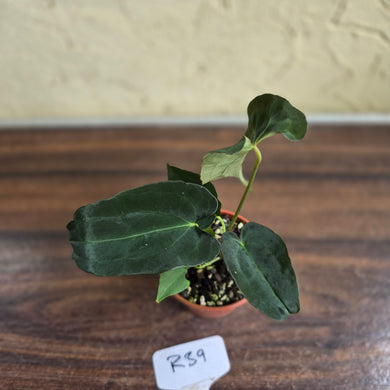 #R39 Anthurium Papillilaminum x