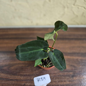 #R39 Anthurium Papillilaminum x
