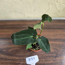 Load image into Gallery viewer, #R39 Anthurium Papillilaminum x