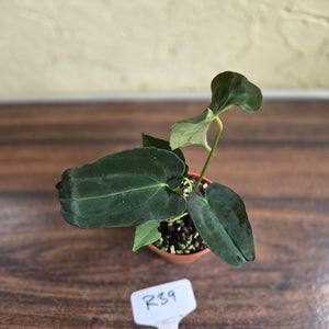 #R39 Anthurium Papillilaminum x