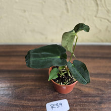 Load image into Gallery viewer, #R39 Anthurium Papillilaminum x