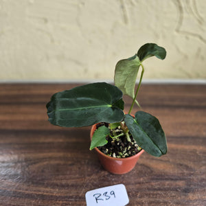 #R39 Anthurium Papillilaminum x