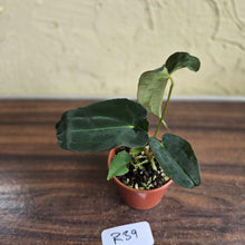 Load image into Gallery viewer, #R39 Anthurium Papillilaminum x