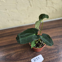 Load image into Gallery viewer, #R39 Anthurium Papillilaminum x