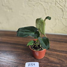 Load image into Gallery viewer, #R39 Anthurium Papillilaminum x