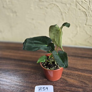 #R39 Anthurium Papillilaminum x
