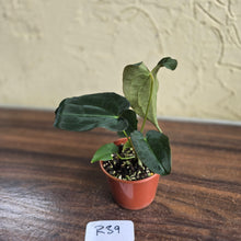 Load image into Gallery viewer, #R39 Anthurium Papillilaminum x