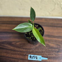 Load image into Gallery viewer, #R158 Philodendron Spiritus Sancti