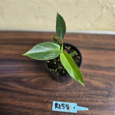 #R158 Philodendron Spiritus Sancti