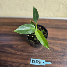Load image into Gallery viewer, #R158 Philodendron Spiritus Sancti
