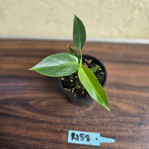 #R158 Philodendron Spiritus Sancti