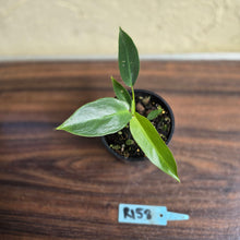 Load image into Gallery viewer, #R158 Philodendron Spiritus Sancti