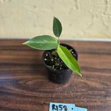 Load image into Gallery viewer, #R158 Philodendron Spiritus Sancti
