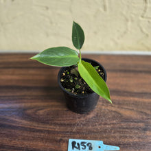 Load image into Gallery viewer, #R158 Philodendron Spiritus Sancti