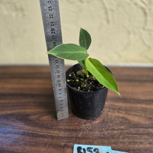 Load image into Gallery viewer, #R158 Philodendron Spiritus Sancti