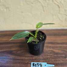 Load image into Gallery viewer, #R158 Philodendron Spiritus Sancti