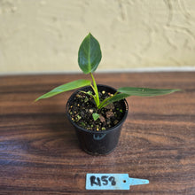 Load image into Gallery viewer, #R158 Philodendron Spiritus Sancti