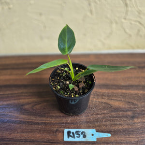 #R158 Philodendron Spiritus Sancti