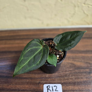 #R12 Anthurium Dark Complex