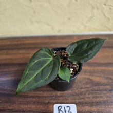 Load image into Gallery viewer, #R12 Anthurium Dark Complex