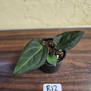#R12 Anthurium Dark Complex