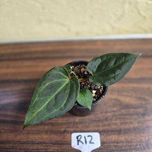 Load image into Gallery viewer, #R12 Anthurium Dark Complex