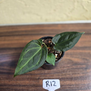 #R12 Anthurium Dark Complex