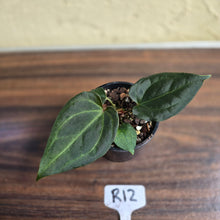 Load image into Gallery viewer, #R12 Anthurium Dark Complex