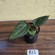 Load image into Gallery viewer, #R12 Anthurium Dark Complex