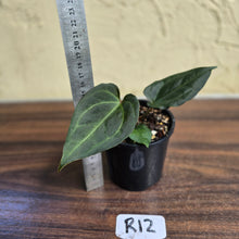Load image into Gallery viewer, #R12 Anthurium Dark Complex