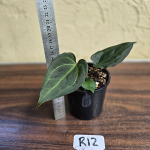 #R12 Anthurium Dark Complex