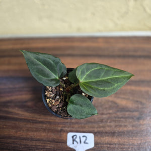 #R12 Anthurium Dark Complex