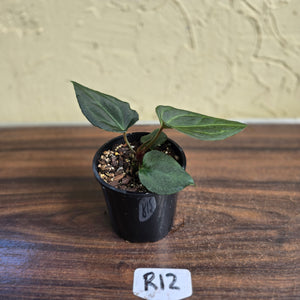 #R12 Anthurium Dark Complex