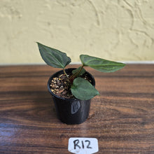 Load image into Gallery viewer, #R12 Anthurium Dark Complex