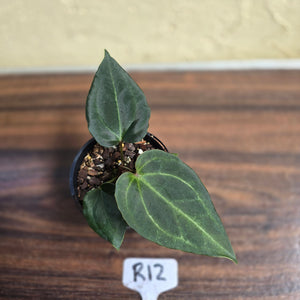 #R12 Anthurium Dark Complex
