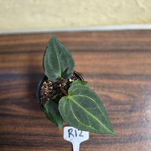 Load image into Gallery viewer, #R12 Anthurium Dark Complex