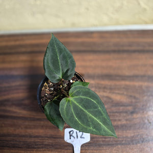 #R12 Anthurium Dark Complex