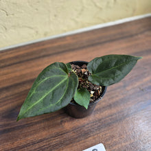 Load image into Gallery viewer, #R12 Anthurium Dark Complex