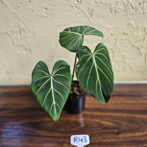 #R43 Philodendron Gloriosum