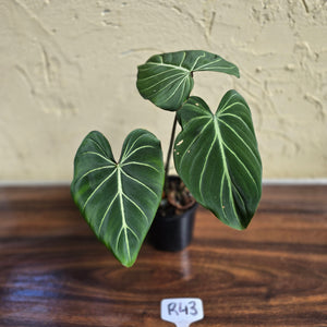 #R43 Philodendron Gloriosum