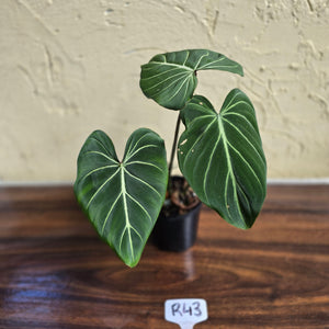 #R43 Philodendron Gloriosum