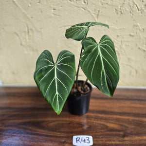 #R43 Philodendron Gloriosum
