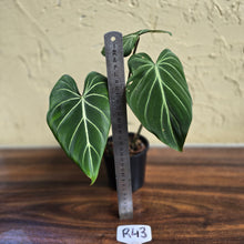 Load image into Gallery viewer, #R43 Philodendron Gloriosum